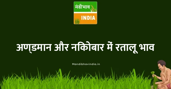 Yam (Ratalu) भाव